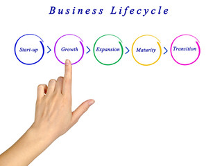 Business life cycle