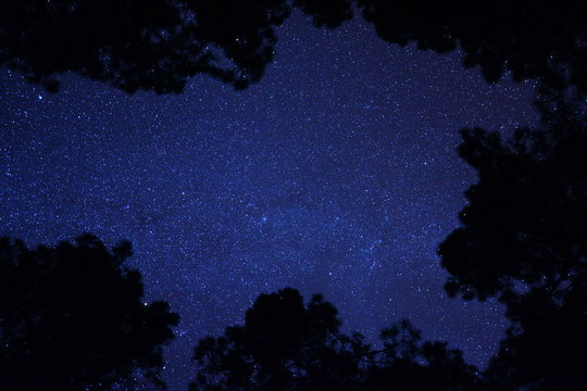 Night sky in the forest