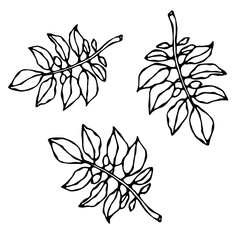 Leaves of Solanaceous Plants. Potato or Tomato Leaf. Botanical or Gardening Illustration. Vegetable Grow. Realistic Hand Drawn Illustration. Savoyar Doodle Style.