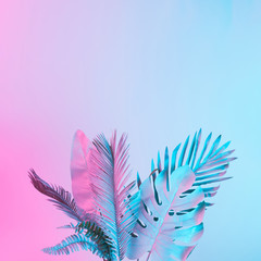 Fototapeta premium Tropical and palm leaves in vibrant bold gradient holographic colors. Concept art. Minimal surrealism.
