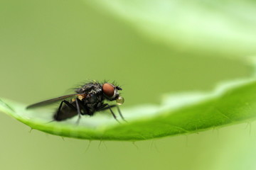 Fliege mit Blase oder Tropfen auf grünem Blatt
