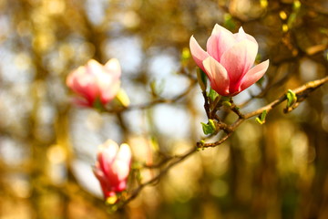 Obraz premium Pink magnolia blossom in spring
