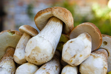 Wild forest mushrooms cut, collected and stored one on top of another