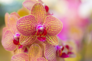 Orchid flower in tropical garden. Free from copy space.