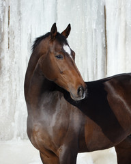 Bay horse look back in winter on white iced snowy background isolated