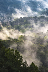 Scenic forest of fresh green deciduous trees framed by leaves, with the sun casting its warm rays through the foliage