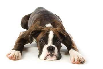 Obraz premium Boxerwelpe isoliert auf weißem Grund