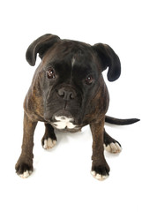 Boxer auf weißem Hintergrund