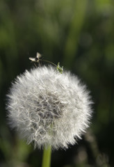Small insects and dandelion