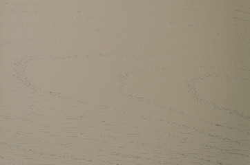 Light wooden texture