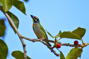 Coppersmith Barbet , Psilopogon haemacephaluson a branch at Sagareshwar wildlife sanctuary, Sangli, Maharashtra