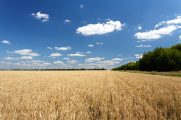Wheat field near the road