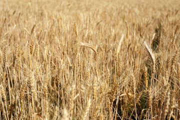 Golden wheat flied before harvesting