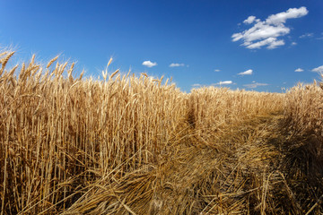 Fototapeta na wymiar Golden wheat flied before harvesting