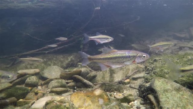 Underwater video of swimming and spawning Schneider, Riffle minnow, Alburnoides bipunctatus. Nice freshwater fish in the nature habitat. Live in the river and creek habitat. Underwater footage of Riff