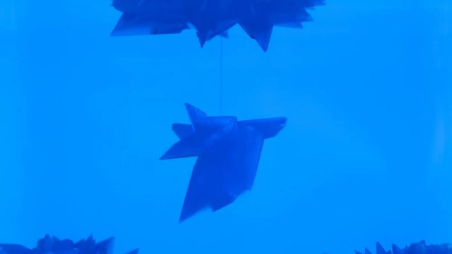 growth of copper sulphate crystal