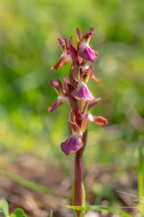 Sicilian Wildlife Orchid