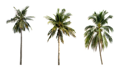 collection three coconut the garden isolated on white background