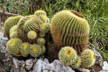 Detail eines Kaktus, Pflanze, Blüte, Natur