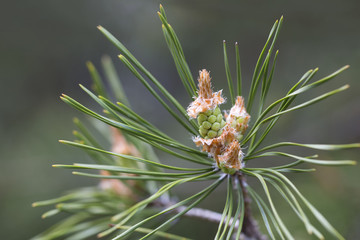 young buds of pine on branches, spring greens natural background