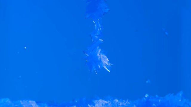 growth of copper sulphate crystal