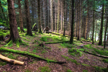 The pine scottish forest