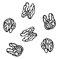 Fototapeta premium Walnut Kernel. Healthy Snack. Fresh Farm Market Harvest Product. Vegetarian Food. Realistic Hand Drawn Illustration. Savoyar Doodle Style