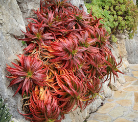 Detail eines Kaktus, Pflanze, Blüte, Natur