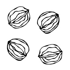 Whall Walnut in a Shall. Unpeeled Nuts. Healthy Snack. Fresh Farm Market Harvest Product. Vegetarian Food. Realistic Hand Drawn Illustration. Savoyar Doodle Style.