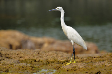Little Egret near Sangli, Maharashtra