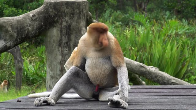 Male Proboscis Monkey (Nasalis larvatus) Chewing Food. Endangered Endemic Borneo Animal