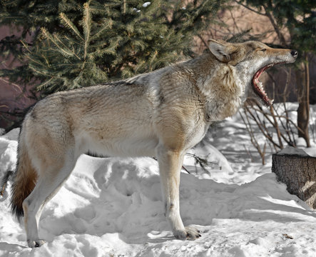 Eurasian wolf (Canis lupus lupus) and wolf teeth