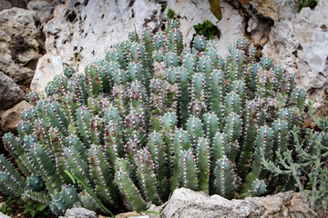 Detail eines Kaktus, Pflanze, Blüte, Natur