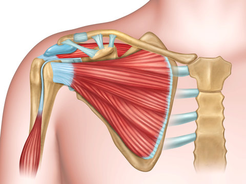 Shoulder bones and muscles