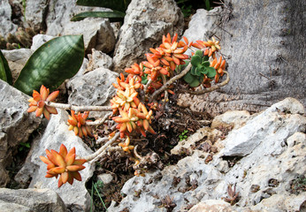 Detail eines Kaktus, Pflanze, Blüte, Natur