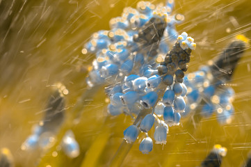 Traubenhyazinthen (Muscari) im Regen