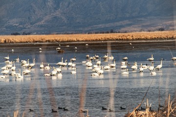 Tundra Swan