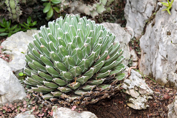 Detail eines Kaktus, Pflanze, Blüte, Natur