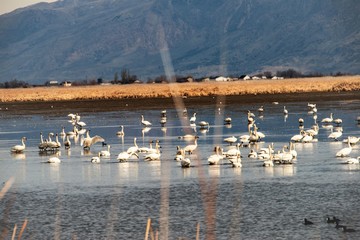 Tundra Swan