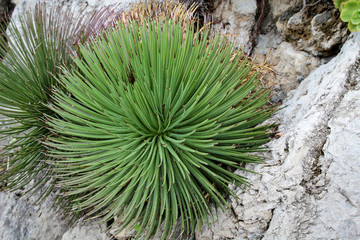 Detail eines Kaktus, Pflanze, Blüte, Natur