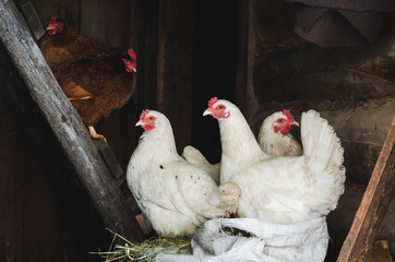 White and red chickens on a sack with hay in a barn