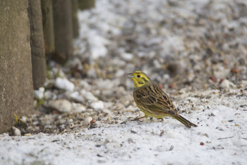 a yellowhammer runs freezing through the snow