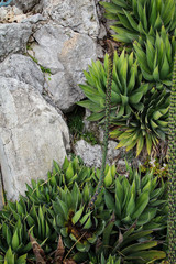 Blüte einer Agave