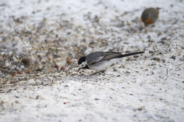 A wagtail runs freezing through the snow