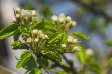 Blooming garden pear tree, closeup