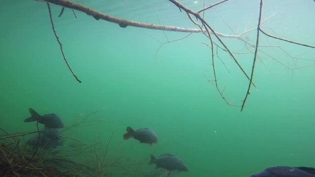 Freshwater fish carp Cyprinus carpio in the beautiful clean pound. Underwater shot in the lake. Wildlife animal. Underwater footage of group of Carps in the nature habitat with nice background. 