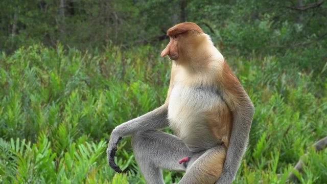 Male Proboscis Monkey (Nasalis larvatus) Sitting on Tree Branch. Endangered Endemic Borneo Animal