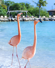 Flamingo on the beach - 197195642