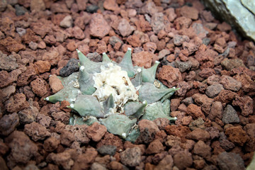 Detail eines Kaktus, Pflanze, Blüte, Natur