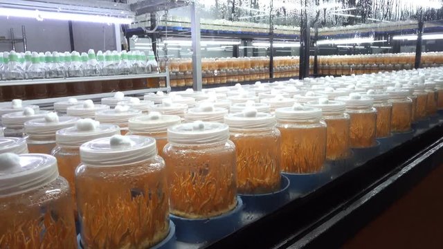 Fresh Cordyceps militaris in Glass bottles.lab room